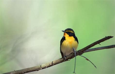 夢見小鳥出生|夢見鳥、小鳥